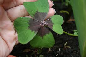 Aug 11, 2019 · oxalis can definitely take some sun outdoors, but you'll have to do it gradually so it doesn't burn. Oxalis Tetraphylla Wikipedia