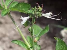 Image result for Ocimum filamentosum