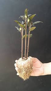 Image result for Dorstenia buchananii