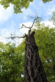Foraging Butter Nuts Juglans Cinerea Butternut Tree Identification And Processing In 2020 Tree Identification Tree Endangered Plants