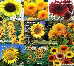 Bab ipendahuluan bunga matahari (helianthus annuus l.) adalah tanaman yang enak dipandang dan mudah perawatannya, karena itu tanaman ini telah lama dikenal di indonesia sebagai tanaman hias. 5 Cara Menanam Bunga Matahari Yang Mudah Ketahui Com