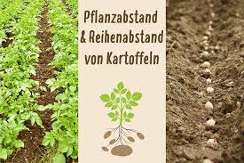 Sie können kartoffeln im garten und im eimer pflanzen: Pflanzabstand Und Reihenabstand Von Kartoffeln Gartenlexikon De