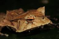 Image result for Hemiphractus bubalus