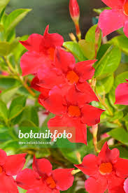 Image result for dipladenie sanderi obrázek