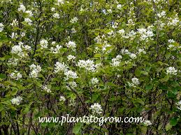 Image result for Amelanchier ovalis