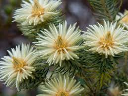 Image result for Phylica