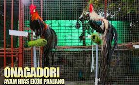 Pin Di Game Fowl