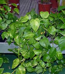 Il filodendro è un genere di 275 specie di piante sempreverdi che appartiene alla famiglia delle aracee, originario dall'america. Pothos Come Curare E Coltivare Il Vostro Potos