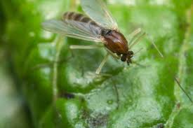 how to get rid of gnats and prevent