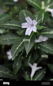 Image result for Ruellia makoyana