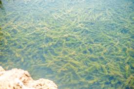 Image result for Hydrilla