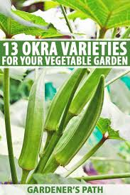 To prevent the seeds from rotting, the soil should have warmed to at least 65 degrees. The 13 Best Okra Varieties For Your Vegetable Patch Gardener S Path
