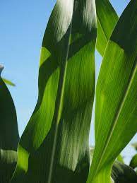 We did not find results for: Daun Jagung Ladang Foto Gratis Di Pixabay