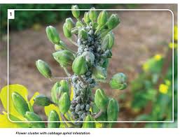Apply pest and disease forecasting techniques where available. Canola Monitor And Control Insects And Diseases