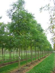 Image result for Melia azedarach