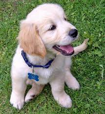 Sam The Golden Retriever Dogs Golden Retriever Golden Retriever Cute Dogs