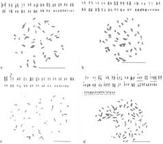 We did not find results for: Variation In Chromosome Number In The Seedling Progeny Of A Somaclone Of Paspalum Dilatatum Cell Research