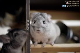 There are 4170 chinchilla pet for sale on etsy, and they cost us$ 12.63 on average. New York City Ly Chinchillas