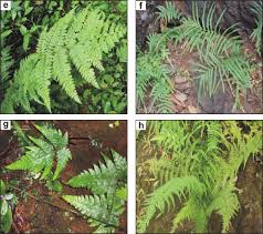 Image result for Microlepia speluncae