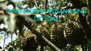 Sudah coba durian musang king? Panen Durian Musang King Di Tegal Youtube