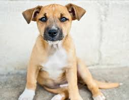 The pitbull husky mix is a mix between the two breeds of dog. Pitsky Pitbull Husky Mix Info Temperament Puppies Pictures