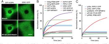 Check spelling or type a new query. Figure 1 From Cell Wall Constrains Lateral Diffusion Of Plant Plasma Membrane Proteins Semantic Scholar