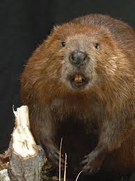 Beaver Face Small Game Taxidermist Two Rivers Taxidermy Hinckley Mn Taxidermy Taxidermist Wood Badge