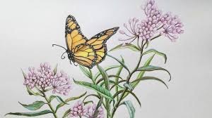 Pencil drawing images flowers at paintingvalley com explore. Flowers With Butterfly Drawing In Color Pencils Butterfly Drawing Color Pencil Drawing Youtube