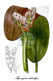Image result for Aponogetonaceae