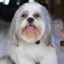 25 cute Shih Tzu puppies for sale in Hacienda Heights, California