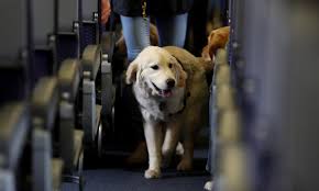 The Number Of Fake Emotional Support Dogs Is Exploding Why Emotional Support Animal Service Animal Emotional Support Dog