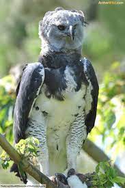Rainforest Animals List With Pictures Facts Free Printable Worksheet Rainforest Animals Rainforest Animals List Brazil Animals