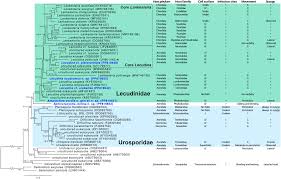 Image result for Lankesteria