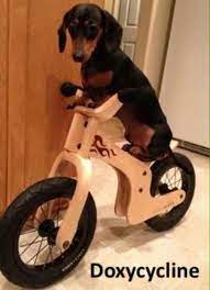 Doxycycline Pharmacy Humor Vet Tech Humor Veterinary Humor