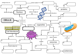 Cell Structures A Graphic Organizer