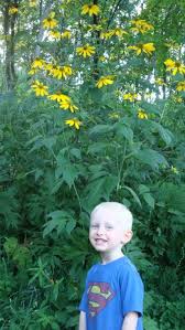 Image result for Rudbeckia laciniata