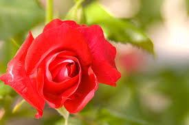 Many kinds of shrub roses have been introduced in recent years, especially the ground covers, such as 'cliffs of dover', 'flower carpet' and 'jeepers creepers'. Product Detail Bailey Portal