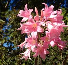 Amaryllis belladonna