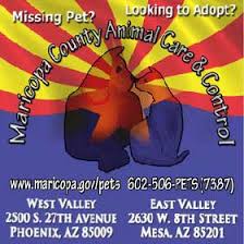 Harris county pets offers cats ready for adoption at certain petco and pet supermarket locations. New Hope Dog Rescue Mesa Az