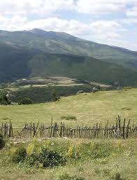 Image result for Thesium wilczekianum