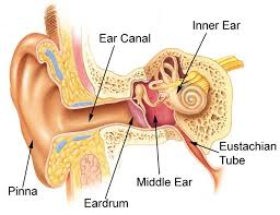 The Ear Inner Ear Middle Ear Ear Wax Buildup