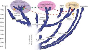 Scientists were stunned when analysis of its mitochondrial dna revealed that it was genetically distinct from modern humans and neanderthals. Deciphering The Denisovans Pnas
