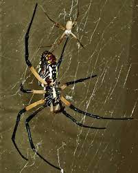 It's a yellow garden spider, argiope aurantia. Male And Female Yellow Garden Spiders In Texas Bugs In The News