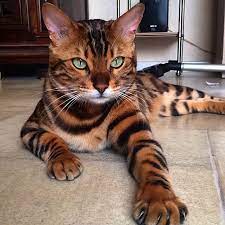 This cat looks more like a serval because the cat's wild cat parents are serval's but the cat has very nice spots and is lithe and elegant. Meet Thor The Bengal Cat That Looks Half Tiger And Half Leopard