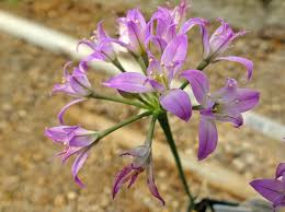 Image result for Alliaceae