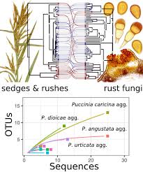 Image result for Brachythrix glomerata