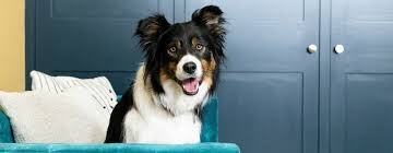 The best names from disney shows and movies for your dog — good boy or good girl! How To Choose The Best Dog Name Ever Purina