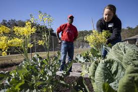 Popular Uf Ifas Vegetable Gardening Guide Available In Spanish And As An App Vsc News