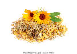 Dried calendula flowers ready to use as needed! Fresh And Dried Calendula Flowers Isolated On White Background Marigold Canstock