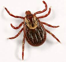 Ticks can give both you and your dog a wide variety of diseases, and all it takes to contract them is a for this reason, it is critical to understand how to prevent tick bites and safely get rid of ticks you find on k9 advantix ii flea and tick prevention for dogs works through contact, so fleas, ticks and. Coconut Oil For Ticks Fleas Three By One Europe